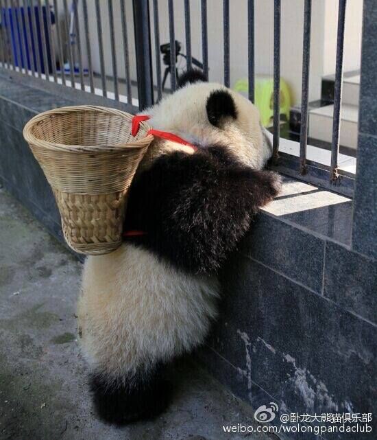 A ‪giant ‎panda‬ cub in southwest ‪‎China‬'s Wolong National Nature Reserve opens the fence and climbs over the wall with his bamboo backpack.