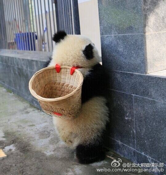 A ‪giant ‎panda‬ cub in southwest ‪‎China‬'s Wolong National Nature Reserve opens the fence and climbs over the wall with his bamboo backpack.