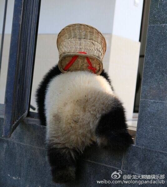 A ‪giant ‎panda‬ cub in southwest ‪‎China‬'s Wolong National Nature Reserve opens the fence and climbs over the wall with his bamboo backpack. 