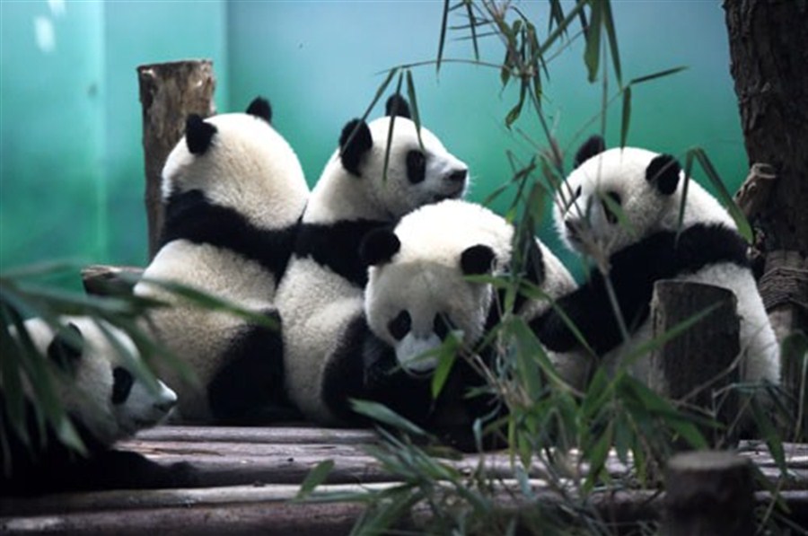 Giant pandas in Chengdu Research Base of Giant Panda Breeding in southwest China’s Sichuan Province.[Photo/Xinhua] 