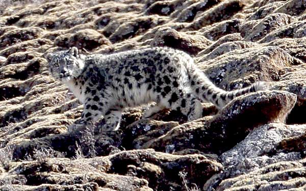 This snow leopard was sighted by researchers, confirming that the endangered species lives in areas south and north of Qinghai Lake in Qinghai province.[Photo/China Daily]