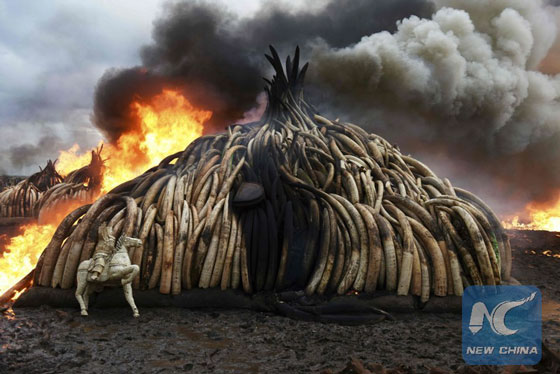 This picture shows one stack of burning elephant tusks, ivory figurines and rhinoceros horns at the Nairobi National Park on April 30, 2016. [Photo/Xinhua]