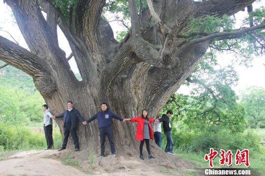 A schoclartree, presumably as old as 3,200 years, has become a unique scenic spot in northwestern Gansu Province.[Photo/Chinanews.com] 