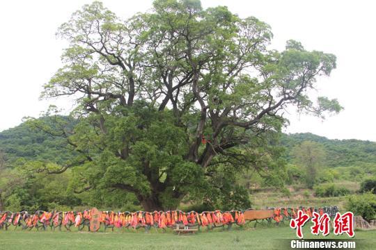 A schoclartree, presumably as old as 3,200 years, has become a unique scenic spot in northwestern Gansu Province.[Photo/Chinanews.com]
