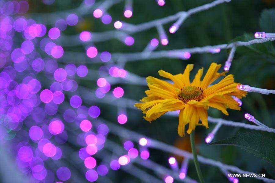 Colorful lights are displayed at an LED light festival in Linfen City, north China's Shanxi Province, June 3, 2016