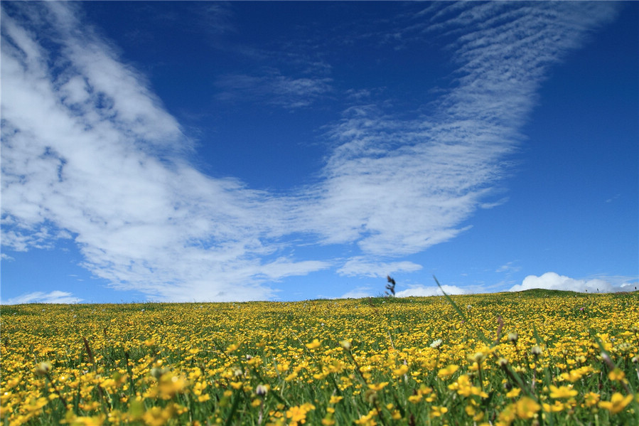 A Glimpse Of Zoige County In Summer China Org Cn