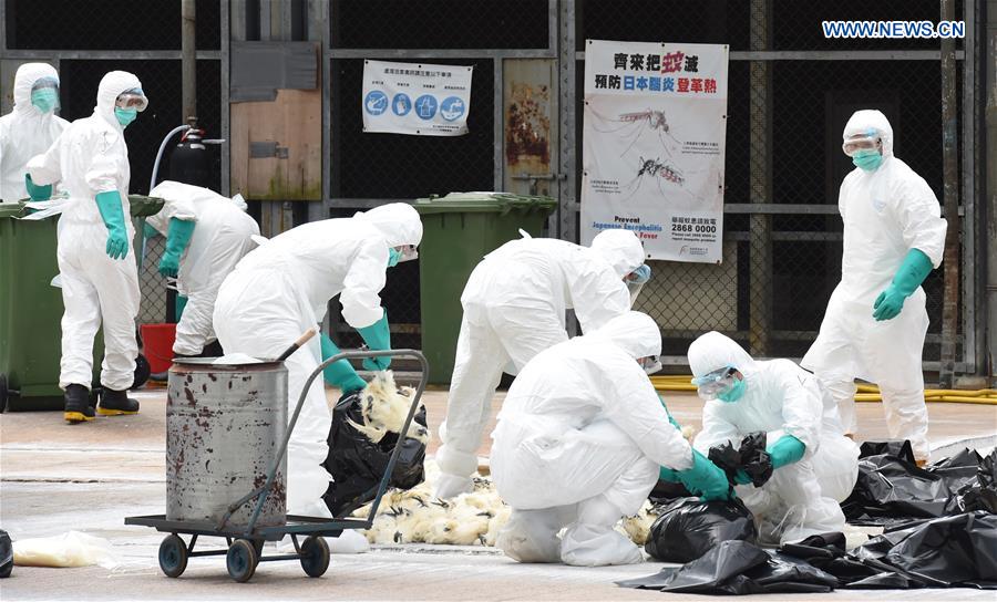 Staff of the Agriculture, Fisheries and Conservation Department (AFCD) of the Hong Kong Special Administrative Region (SAR) government cull poultry at a poultry wholesale market in Hong Kong, south China, June 7, 2016. (Xinhua/Lui Siu Wai)