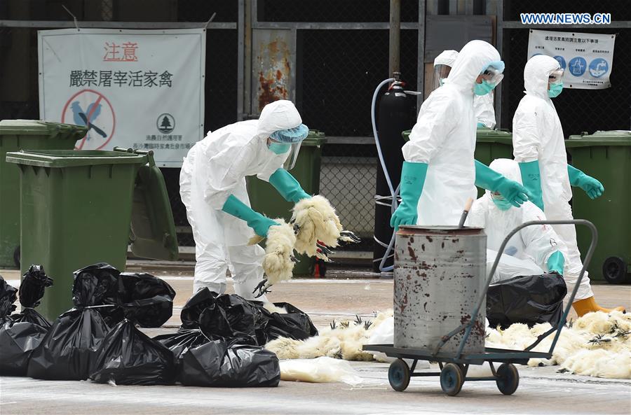 Staff of the Agriculture, Fisheries and Conservation Department (AFCD) of the Hong Kong Special Administrative Region (SAR) government cull poultry at a poultry wholesale market in Hong Kong, south China, June 7, 2016. (Xinhua/Lui Siu Wai) 