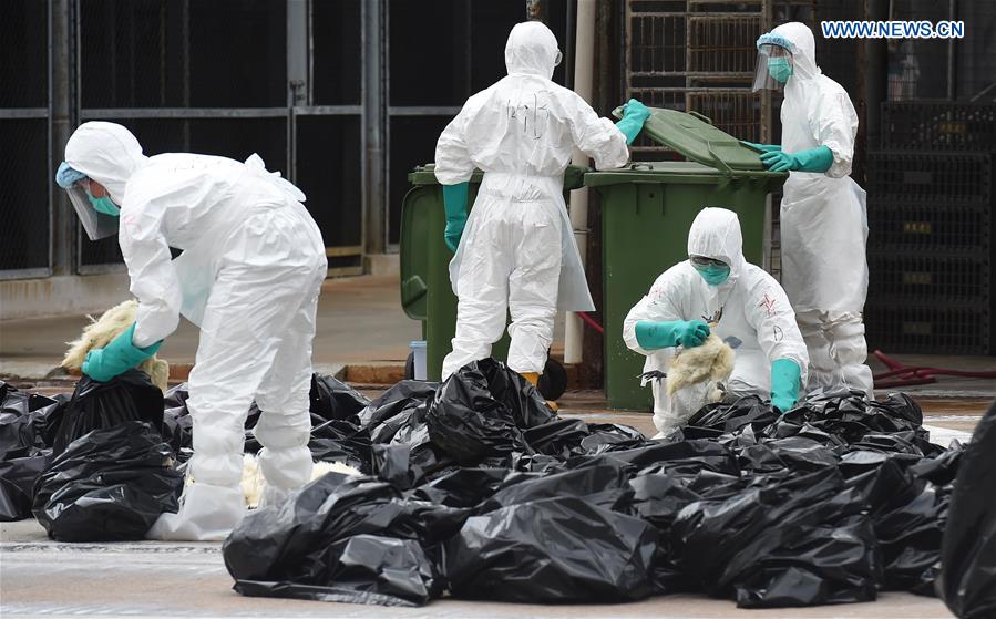 Staff of the Agriculture, Fisheries and Conservation Department (AFCD) of the Hong Kong Special Administrative Region (SAR) government cull poultry at a poultry wholesale market in Hong Kong, south China, June 7, 2016. (Xinhua/Lui Siu Wai) 