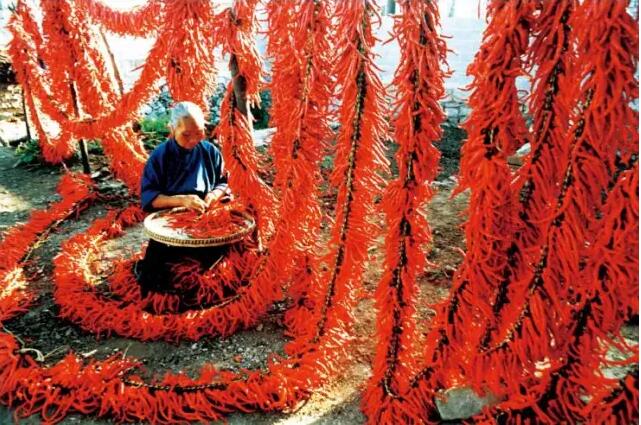 Chili pepper is an important part of many regional cuisines in China.