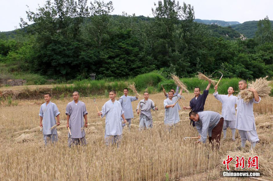 6月15日，位于少林寺塔林西侧不远的少林寺禅耕农场上，僧众们正在热火朝天地劳作，收获八十余亩成熟的麦子。在宽敞平坦的麦田里，收割机正忙碌地收割，而在一些面积不大、地形偏僻的地方，少林寺的僧众们则挥舞着手中的镰刀，人工收割。 [中国新闻网]