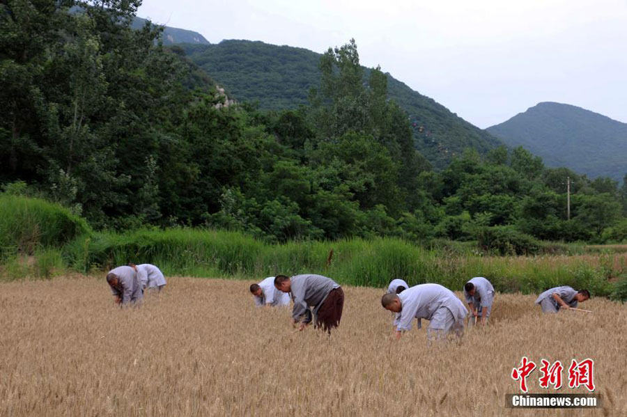 僧众们手挥镰刀，人工收割小麦。 [中国新闻网]