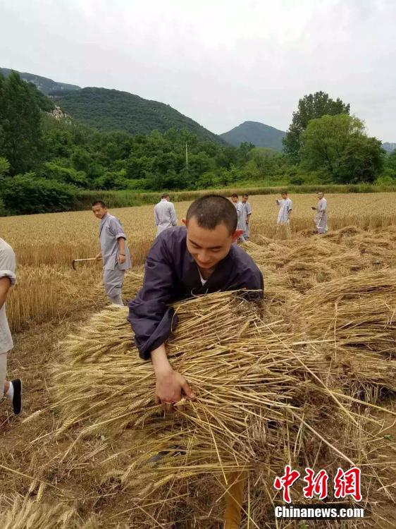 少林寺僧人怀抱金色麦子，尽享丰收的喜悦。 [中国新闻网]