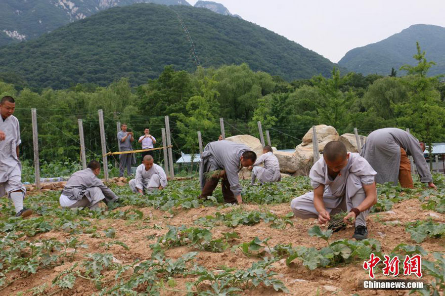 少林寺塔林南侧，少林禅耕菜园里一片蓊蓊郁郁，僧众菜园里除草忙。 [中国新闻网]