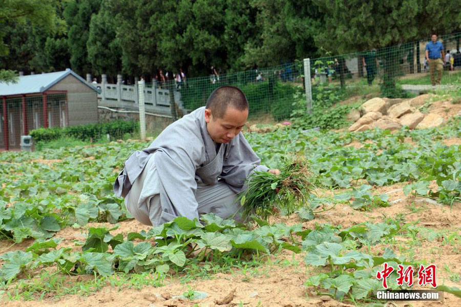 少林寺禅耕农场，少林僧人在菜园里除草。 [中国新闻网]