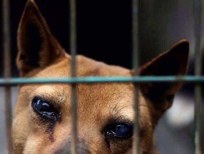 China's dog meat debate 