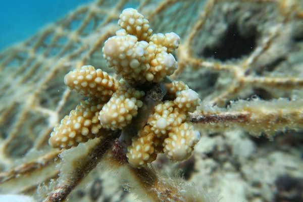 A coral branch transplanted to an artificial reef by scientists. [Photo/China Daily]