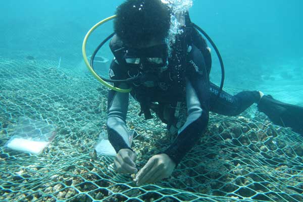 A researcher with the Chinese Academy of Sciences transplants corals in the South China Sea. [Photo provided to China Daily] 