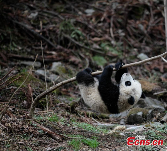 A giant panda plays at a field training area at the China Conservation and Research Center for the Giant Pandas in Wolong Nature Reserve, Southwest China's Sichuan Province. (Photo: China News Service/Zhong Xin)