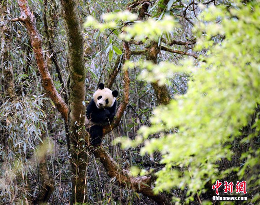 中国大熊猫保护研究中心的两只大熊猫“华妍”、“张梦”在卧龙核桃坪野化培训基地接受为期两年左右的野化培训后，预计将于2016年7月初正式放归四川栗子坪自然保护区。