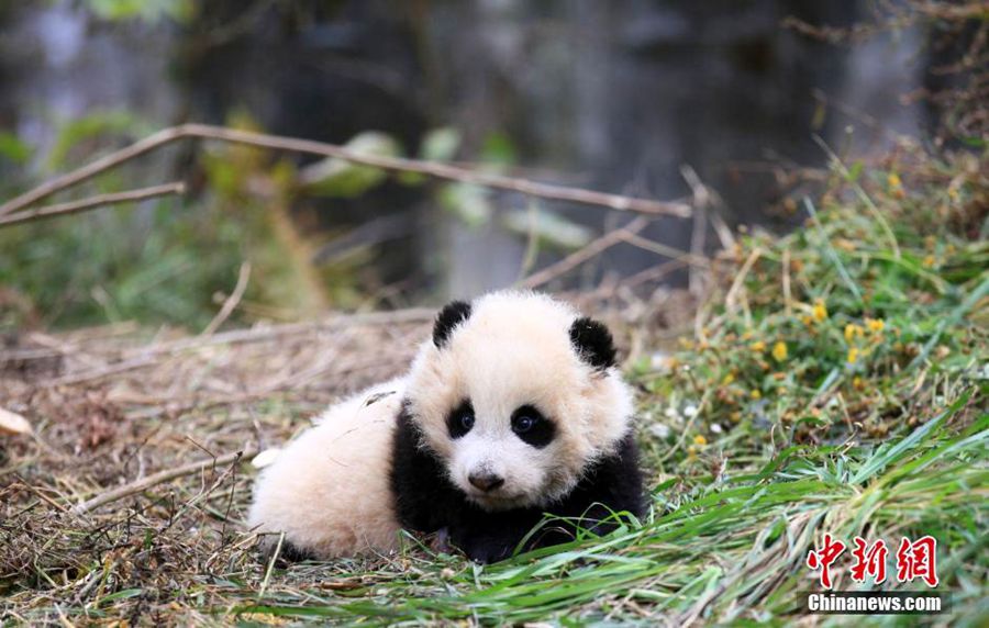 中国大熊猫保护研究中心的两只大熊猫“华妍”、“张梦”在卧龙核桃坪野化培训基地接受为期两年左右的野化培训后，预计将于2016年7月初正式放归四川栗子坪自然保护区。