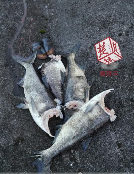 Some of the fish's heads are shattered by the flood on July 2, 2016 in Geheyan Dam, located in the Qingjiang River in Changyang, Hubei province. [Photo: ctdsb] 