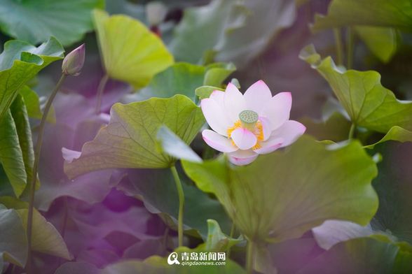 Lotus Blossoms In Qingdao China Org Cn