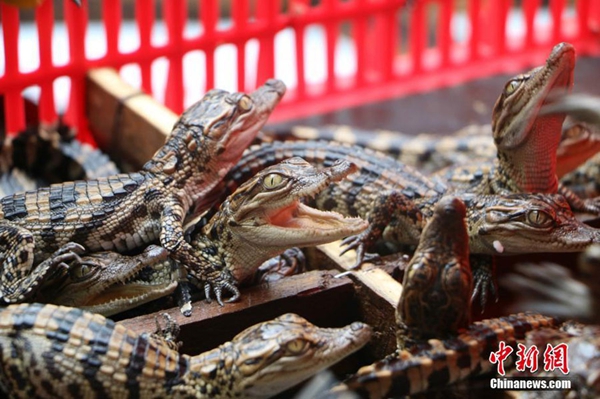 Police in south China's Guangxi Province seize 399 Siam crocodile cubs in a rental house during a routine inspection on July 29, 2016. The ten-day-old crocodile cubs are around 25 centimeters long. Siam crocodile cubs are under the first-class national animal protection in China. [Photo: Chinanews.cn/He Qiuhong]  