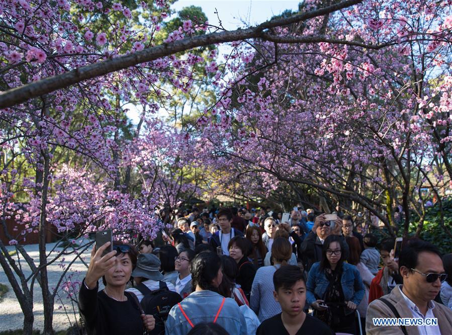 Sydney Cherry Blossom Festival attracts crowds