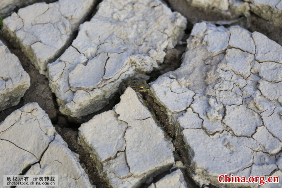 8月18日，受持久高温干旱天气的影响，原本流量充沛的重庆市忠县马灌镇境内的“回龙河”断流。图为一只觅食的青蛙在干旱的裂缝中等待晚餐猎物。 [中国网图片库 黄金华 摄]