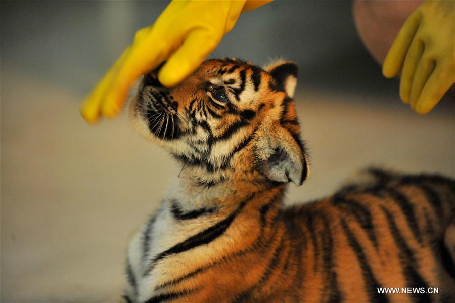 A feeder examines a little South China tiger at Nanchang Zoo in Nanchang, capital of east China's Jiangxi Province, Aug. 22, 2016. The newly born twin cubs of South China tiger in Nanchang Zoo live through the observation period smoothly recently. [Photo/Xinhua]