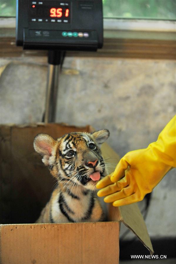 A feeder weighs a little South China tiger at Nanchang Zoo in Nanchang, capital of east China's Jiangxi Province, Aug. 22, 2016. The newly born twin cubs of South China tiger in Nanchang Zoo live through the observation period smoothly recently. [Photo/Xinhua]