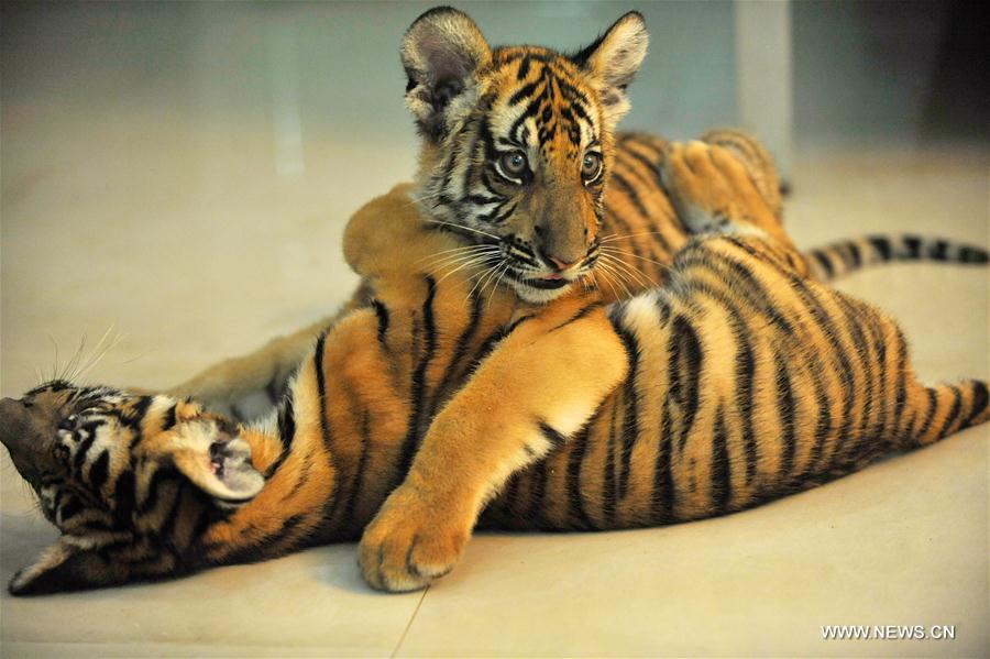 Twin cubs of South China tiger have fun at Nanchang Zoo in Nanchang, capital of east China's Jiangxi Province, Aug. 22, 2016. The newly born twin cubs of South China tiger in Nanchang Zoo live through the observation period smoothly recently. [Photo/Xinhua]