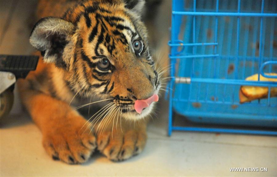 A little South China tiger waits for feeders at Nanchang Zoo in Nanchang, capital of east China's Jiangxi Province, Aug. 22, 2016. The newly born twin cubs of South China tiger in Nanchang Zoo live through the observation period smoothly recently. [Photo/Xinhua]