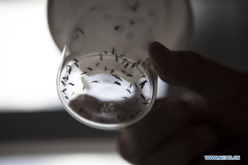 Image taken on Feb. 17, 2016 shows Dr. Juan Garcia, director of the Center for Parasitological Studies and Vectors (CEPAVE) of the Faculty of Natural Sciences of La Plata National University, holding a bottle with Aedes aegypti mosquitoes sheltered for study at one of the Centre laboratories, in La Plata city, Argentina. [Photo: Xinhua/Martin Zabala]