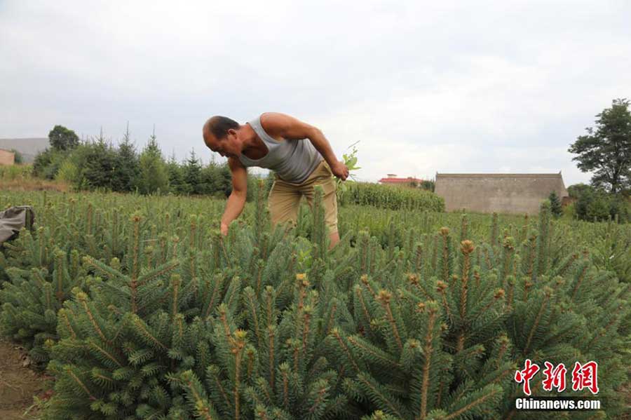 A photo shows a farmer checks the trees he plants in a village in Lintao county, Northwest China's Gansu province. [Photo/Chinanews.com]