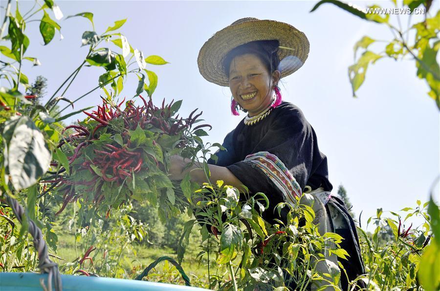 A woman of the Dong ethnic group harvests red peppers in Miaopeng Village of Congjiang County, southwest China&apos;s Guizhou Province, Sept. 2, 2016. (Xinhua/Liu Chaofu) 