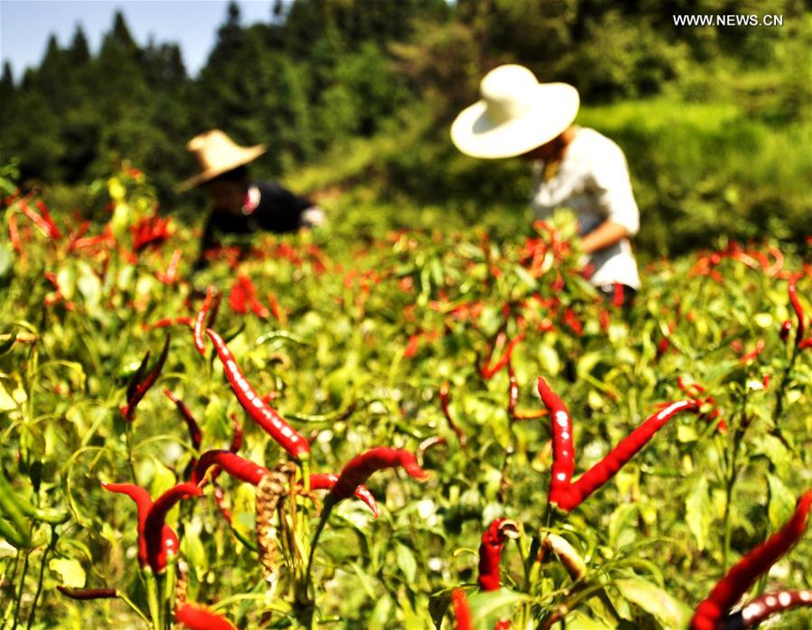 Villagers of the Dong ethnic group pick red peppers in Miaopeng Village of Congjiang County, southwest China&apos;s Guizhou Province, Sept. 2, 2016. (Xinhua/Liu Chaofu) 