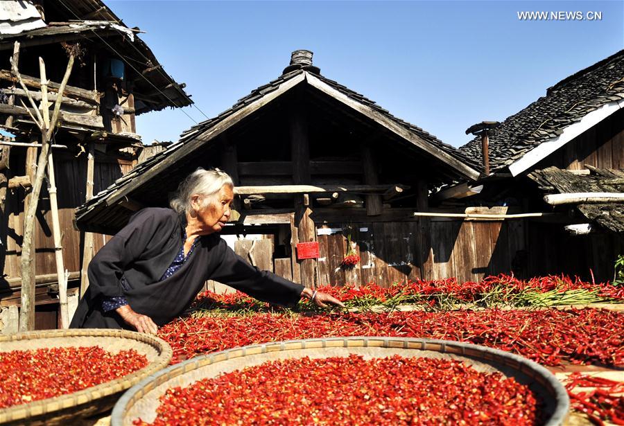 A woman of the Dong ethnic group dries red peppers in Miaopeng Village of Congjiang County, southwest China&apos;s Guizhou Province, Sept. 2, 2016. (Xinhua/Liu Chaofu)