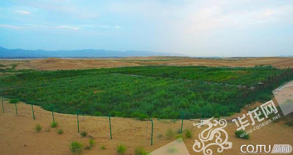 A 1.6-hectare sandy plot in Ulan Buh Desert in Inner Mongolia Autonomous Region,north China, has been transformed into fertile land. [Photo/www.cqnews.net] 