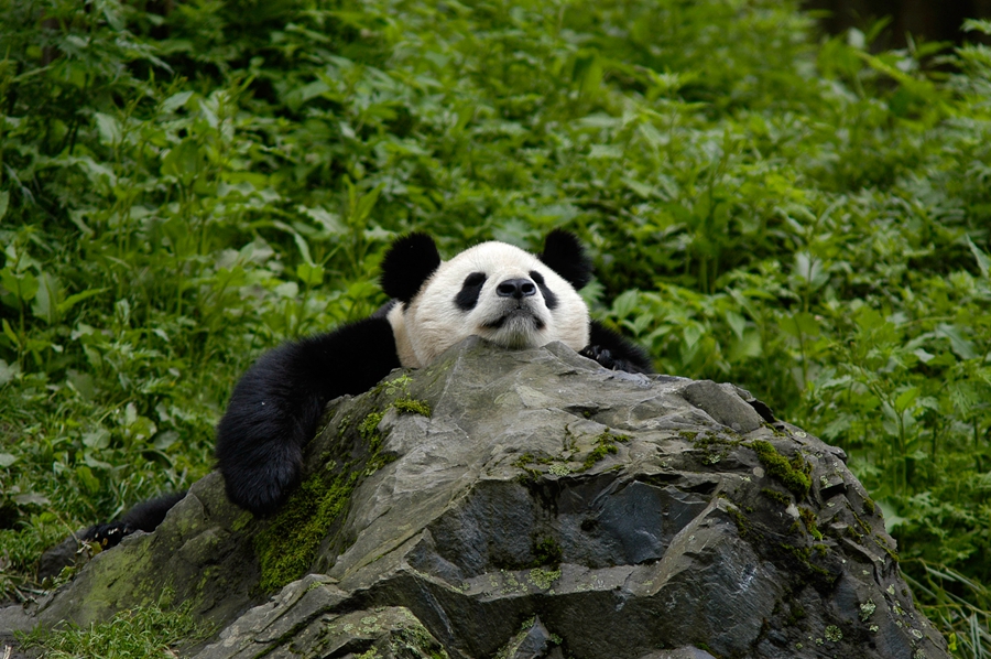 9月4日，世界自然保护联盟（IUCN）发布最新濒危物种红色名录，将大熊猫的受威胁等级从“濒危”下调为“易危”。图为野生大熊猫资料图。 [WWF中国 供图]