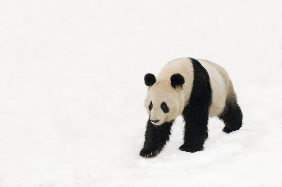 9月4日，世界自然保护联盟（IUCN）发布最新濒危物种红色名录，将大熊猫的受威胁等级从“濒危”下调为“易危”。图为野生大熊猫资料图。 [WWF中国 供图]