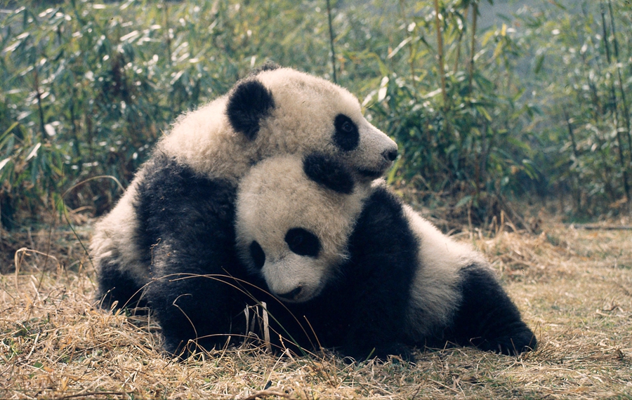 9月4日，世界自然保护联盟（IUCN）发布最新濒危物种红色名录，将大熊猫的受威胁等级从“濒危”下调为“易危”。图为野生大熊猫资料图。 [WWF中国 供图]