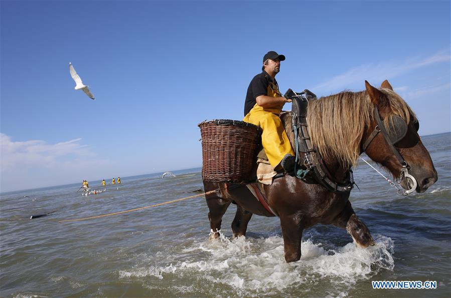 Horseback Shrimp Fishing in Oostduinkerke: A Belgian Tradition