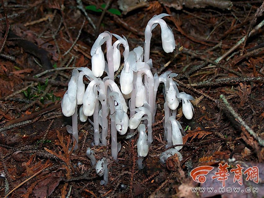 近日，西安周至殿镇田峪景区发现了一种独特的植物，株高十多厘米，一簇一簇地生长，浑身晶莹剔透，非常罕见。 [华商网]