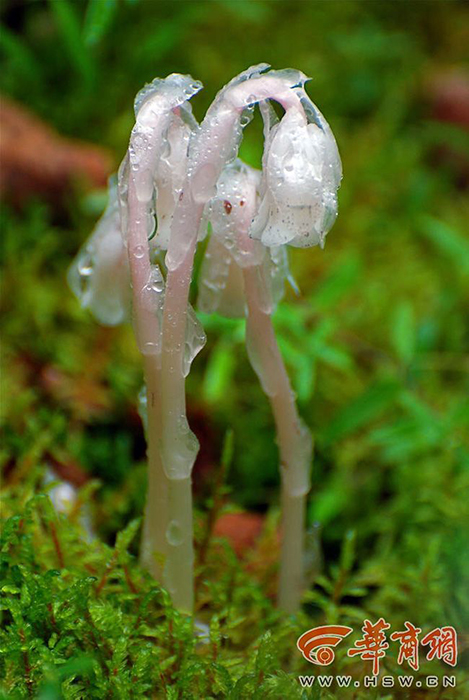 在千万年的进化中，水晶兰的叶子进化成白色半透明鳞片，如一层薄如蝉翼的纱包裹在洁白的茎上。晶莹剔透的多重花瓣像一朵盛开的玫瑰。 [华商网]