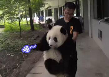 A video clip shows 'talk' between a giant panda and her keeper. (Photo/Video snapshot) 