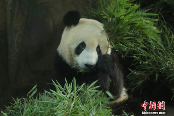 File photo of a panda. [Photo: Chinanews.com] 
