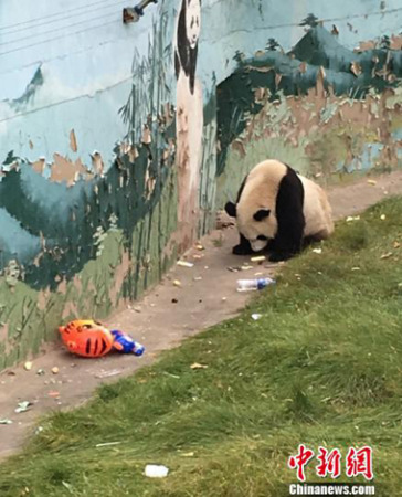 A giant panda at Taiyuan Zoo eats garbage thrown away by tourists. [Photo/Chinanews.com]