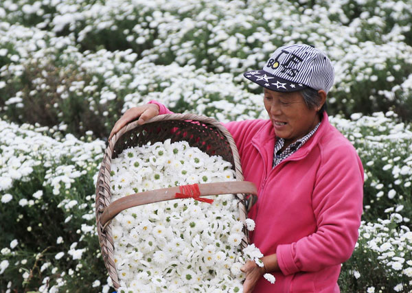 A farmer harvests chrysanthemum flowers in Xiuning, Anhui province, on Friday. Many farmers have increased their incomes by growing the flowers, which are used in herbal medicine. [Photo/China Daily]